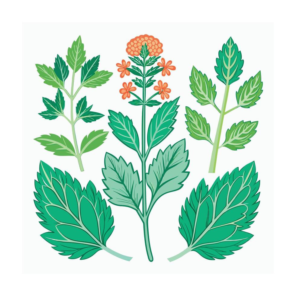 Realistic Beautiful Herbs Illustration vector