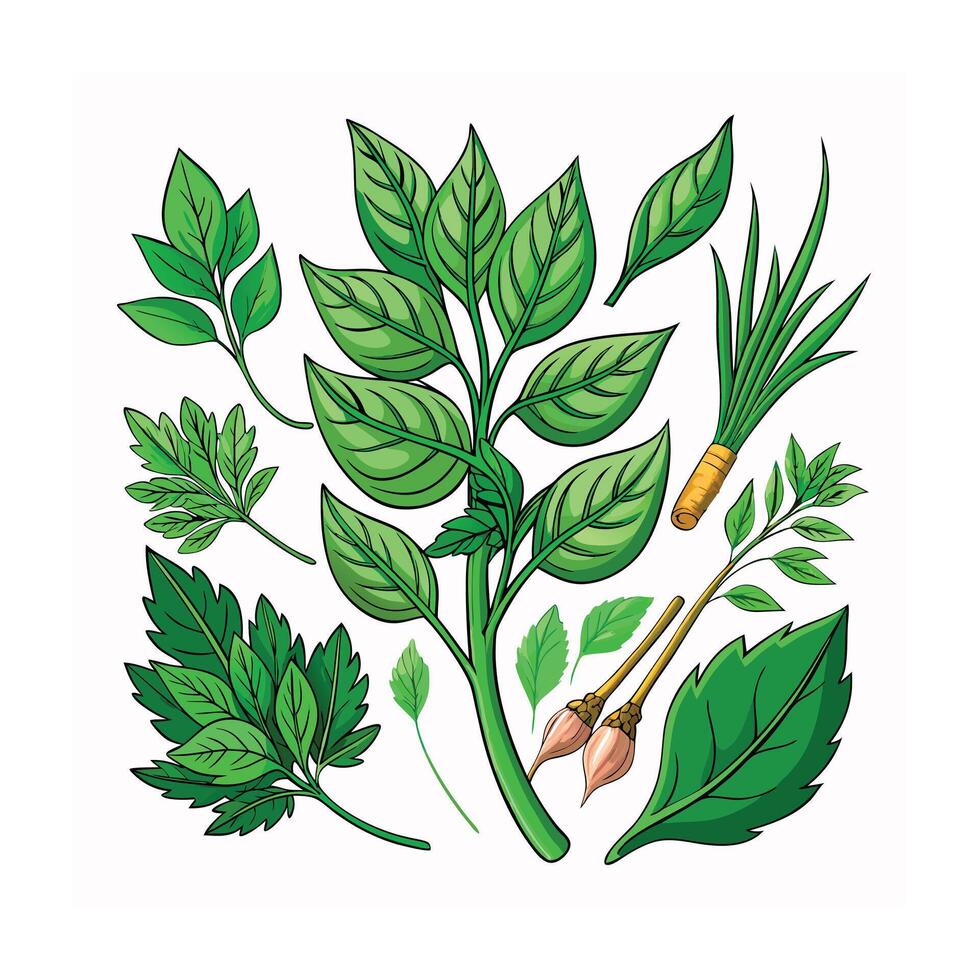 Realistic Beautiful Herbs Illustration vector