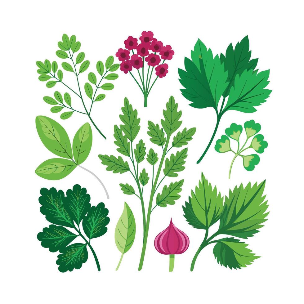 Realistic Beautiful Herbs Illustration vector