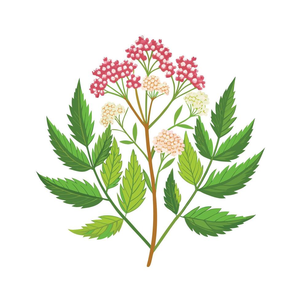 Realistic Beautiful Herbs Illustration vector