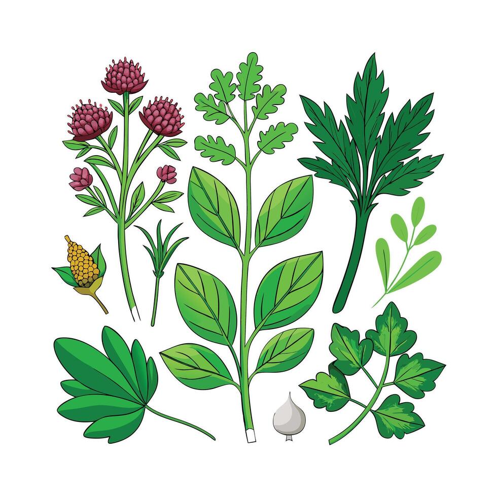Realistic Beautiful Herbs Illustration vector