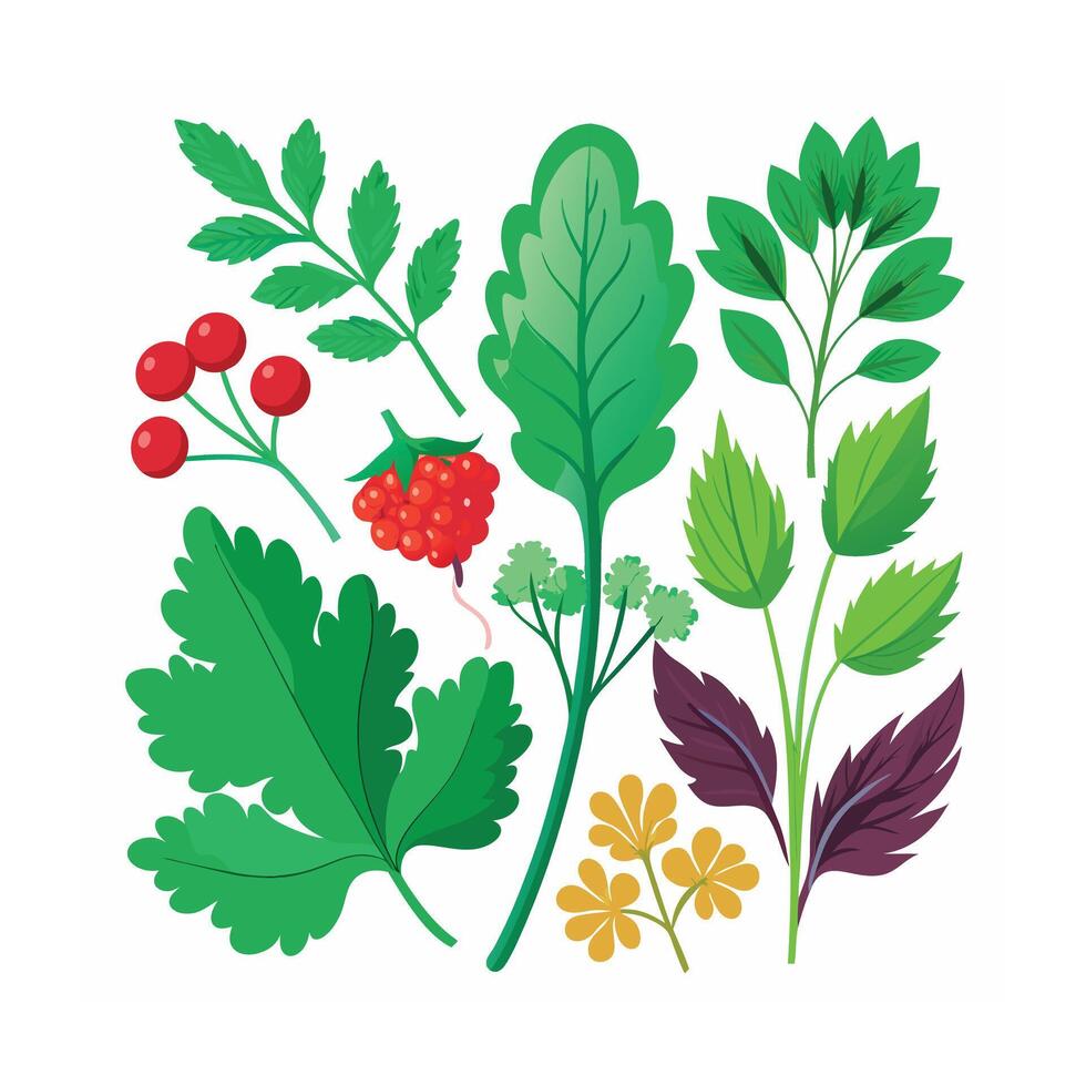 Realistic Beautiful Herbs Illustration vector