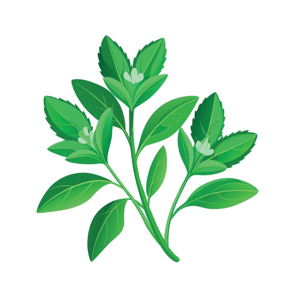 Realistic Beautiful Herbs Illustration vector