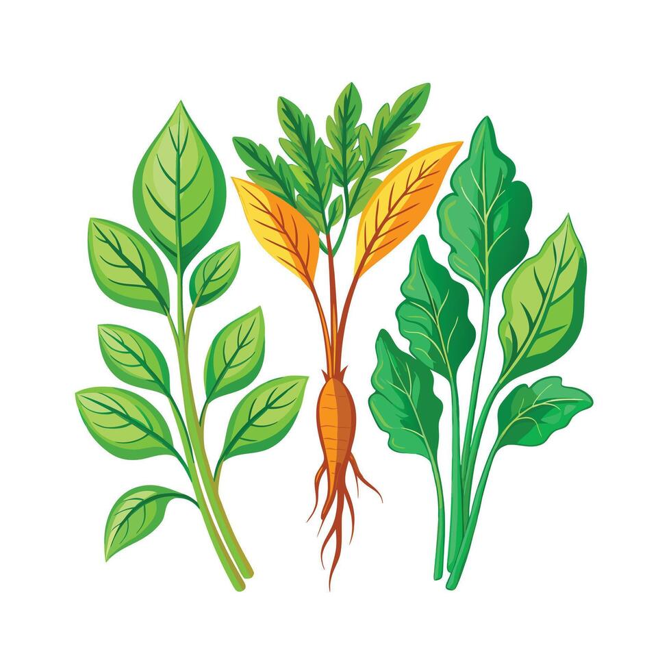 Realistic Beautiful Herbs Illustration vector
