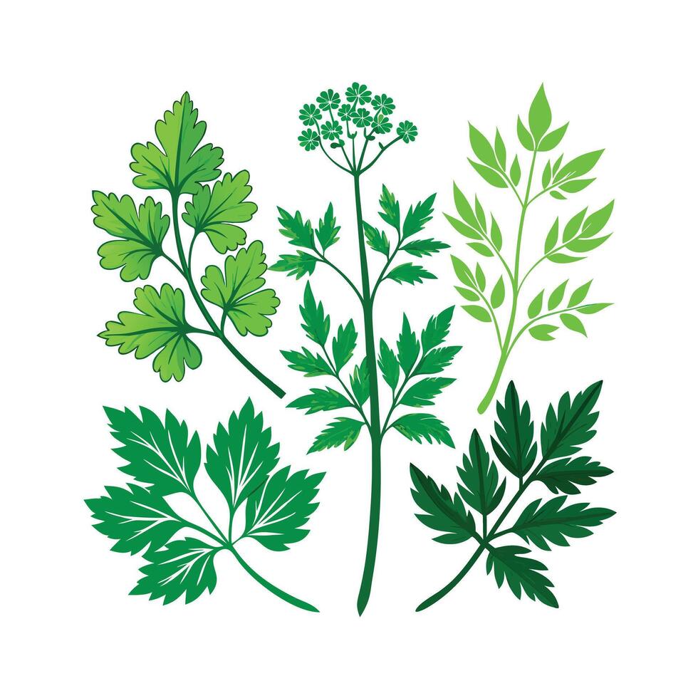 Realistic Beautiful Herbs Illustration vector