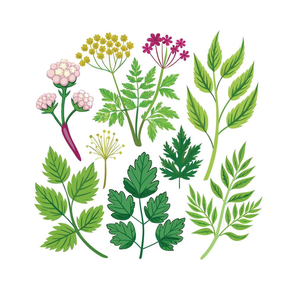 Realistic Beautiful Herbs Illustration vector