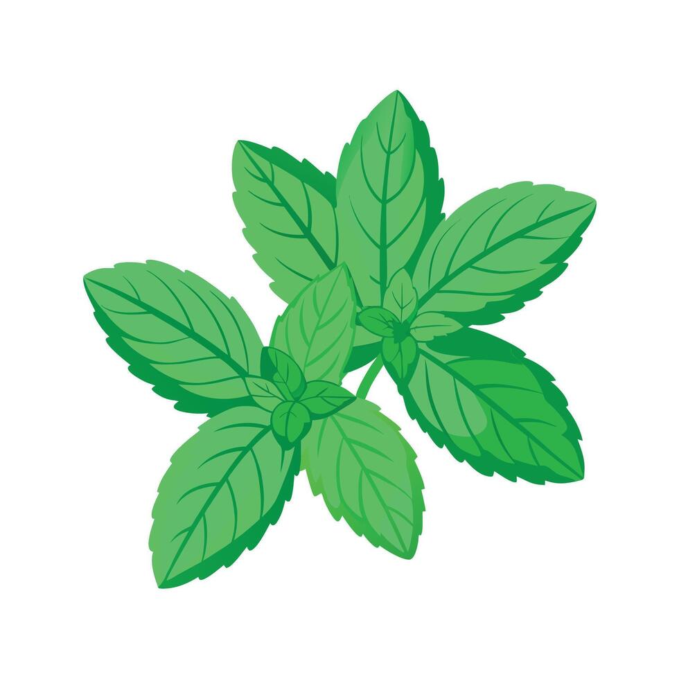 Realistic Beautiful Herbs Illustration vector