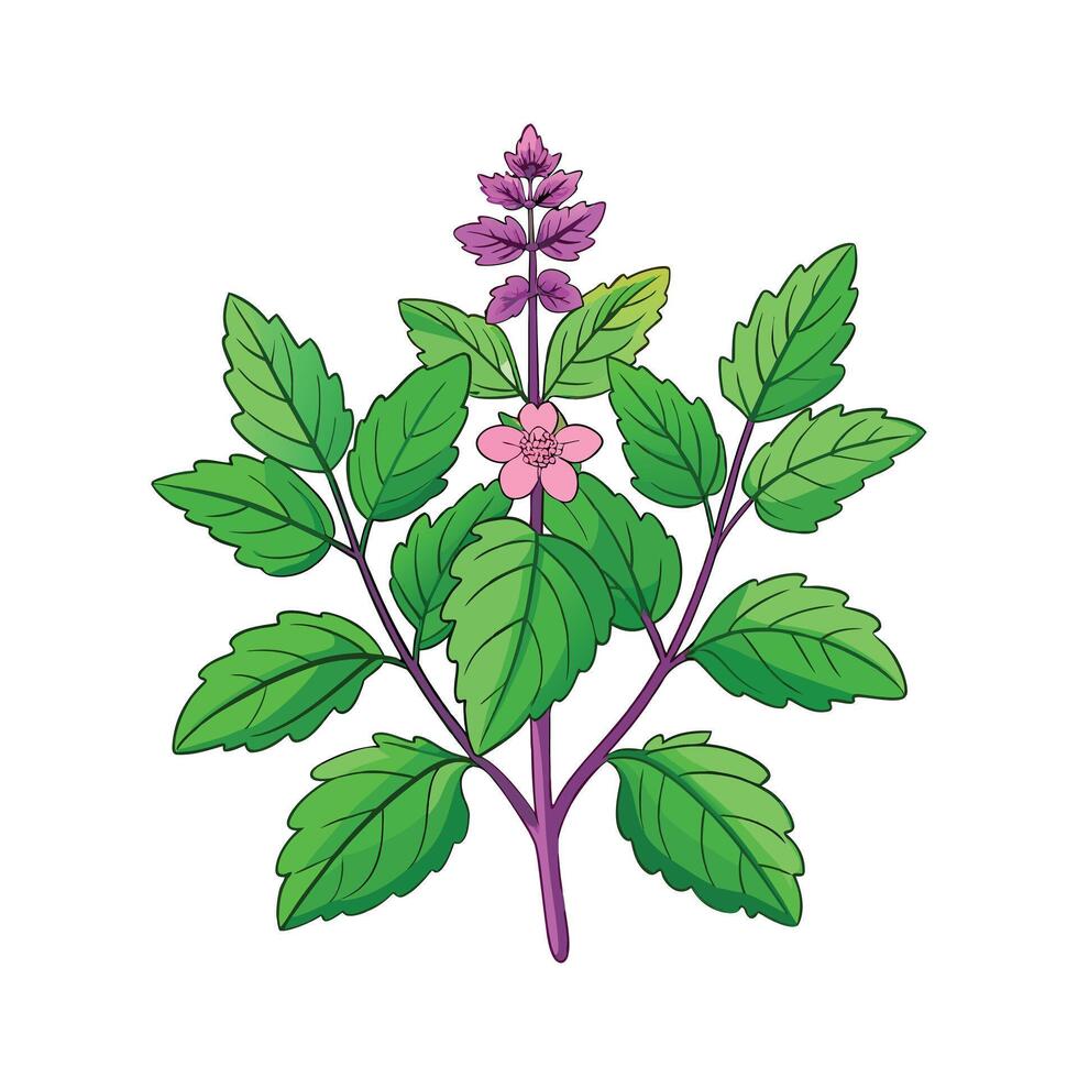 Realistic Beautiful Herbs Illustration vector