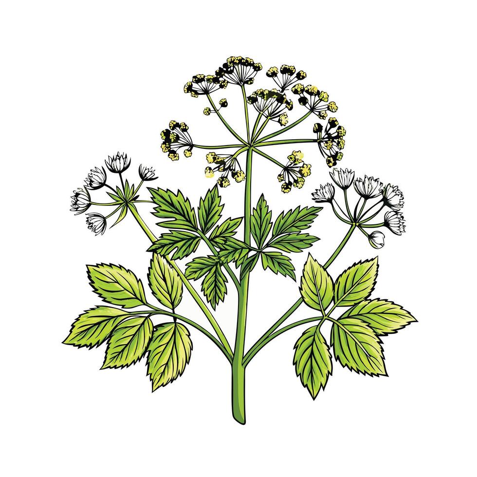 Realistic Beautiful Herbs Illustration vector