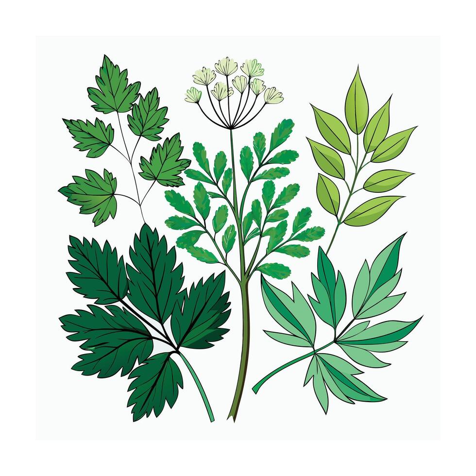 Realistic Beautiful Herbs Illustration vector