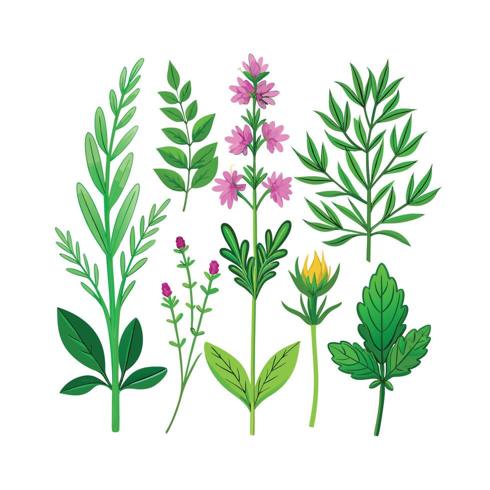 Realistic Beautiful Herbs Illustration vector