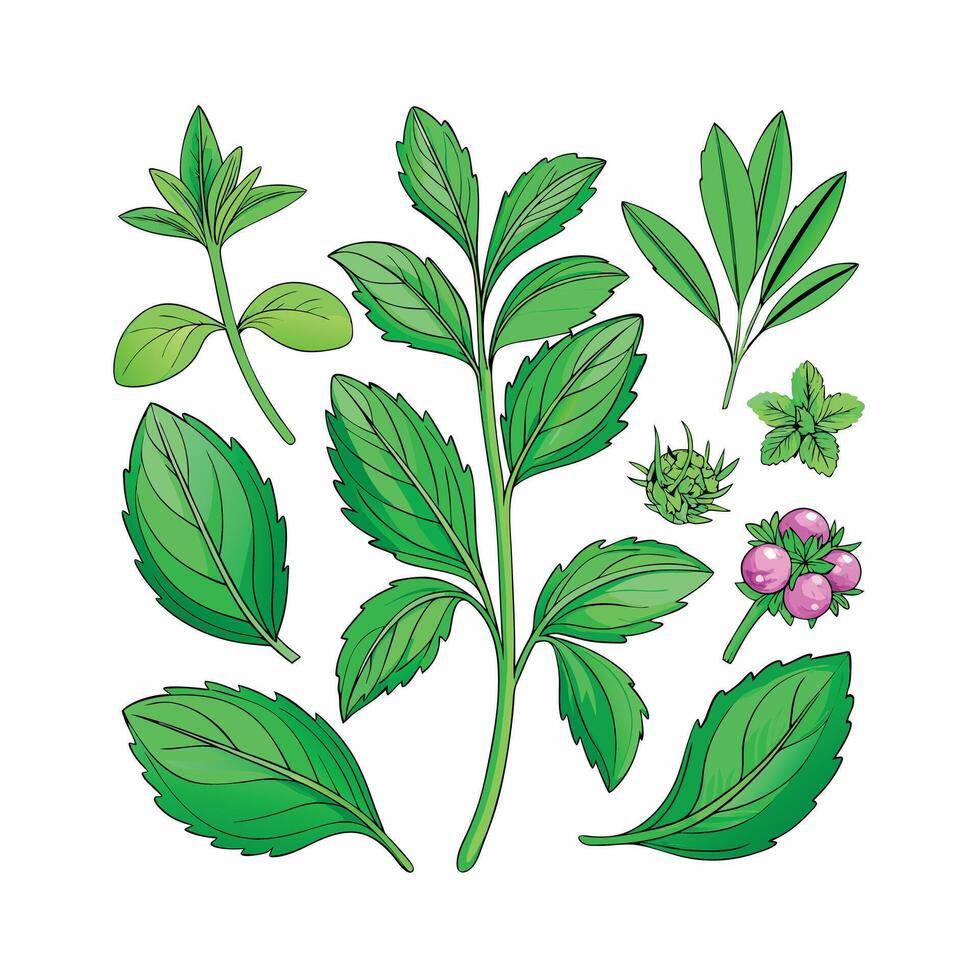 Realistic Beautiful Herbs Illustration vector