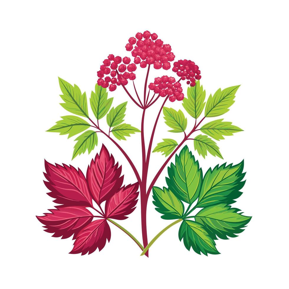 Realistic Beautiful Herbs Illustration vector