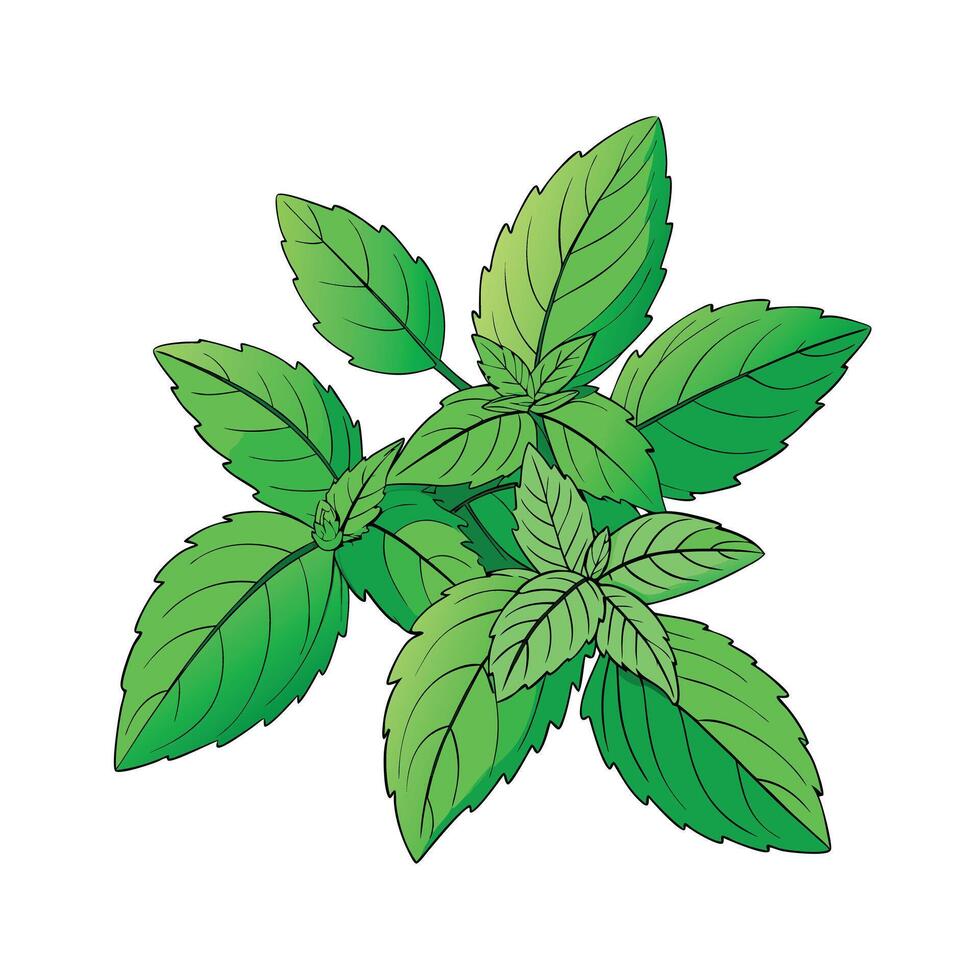 Realistic Beautiful Herbs Illustration vector