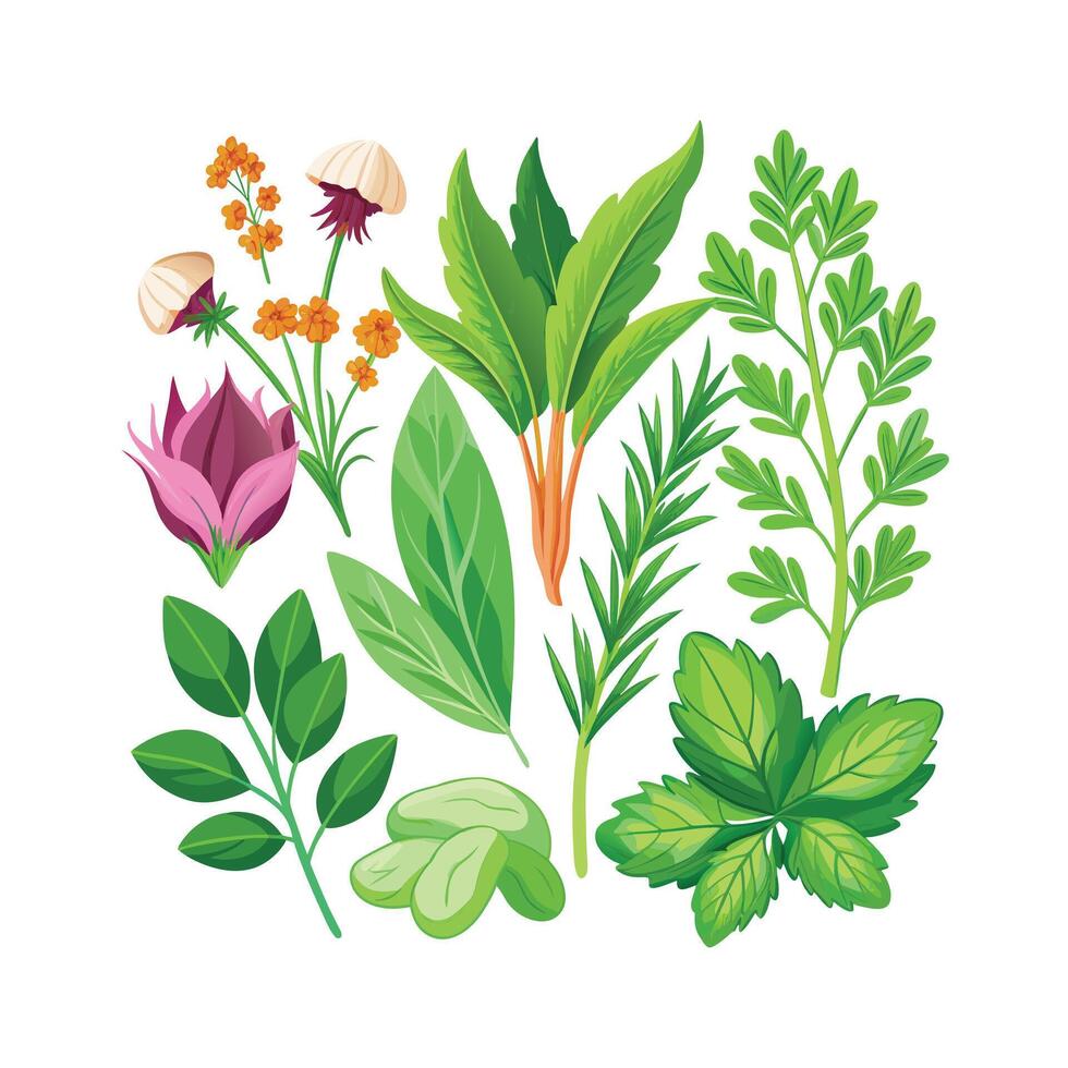 Realistic Beautiful Herbs Illustration vector