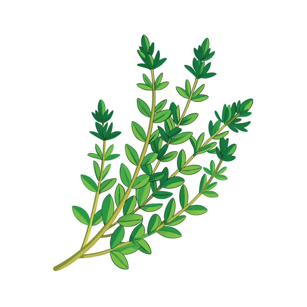 Realistic Beautiful Herbs Illustration vector