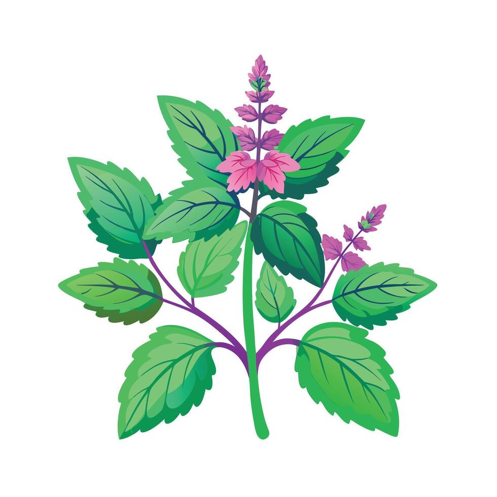Realistic Beautiful Herbs Illustration vector