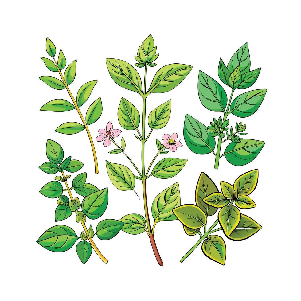 Realistic Beautiful Herbs Illustration vector