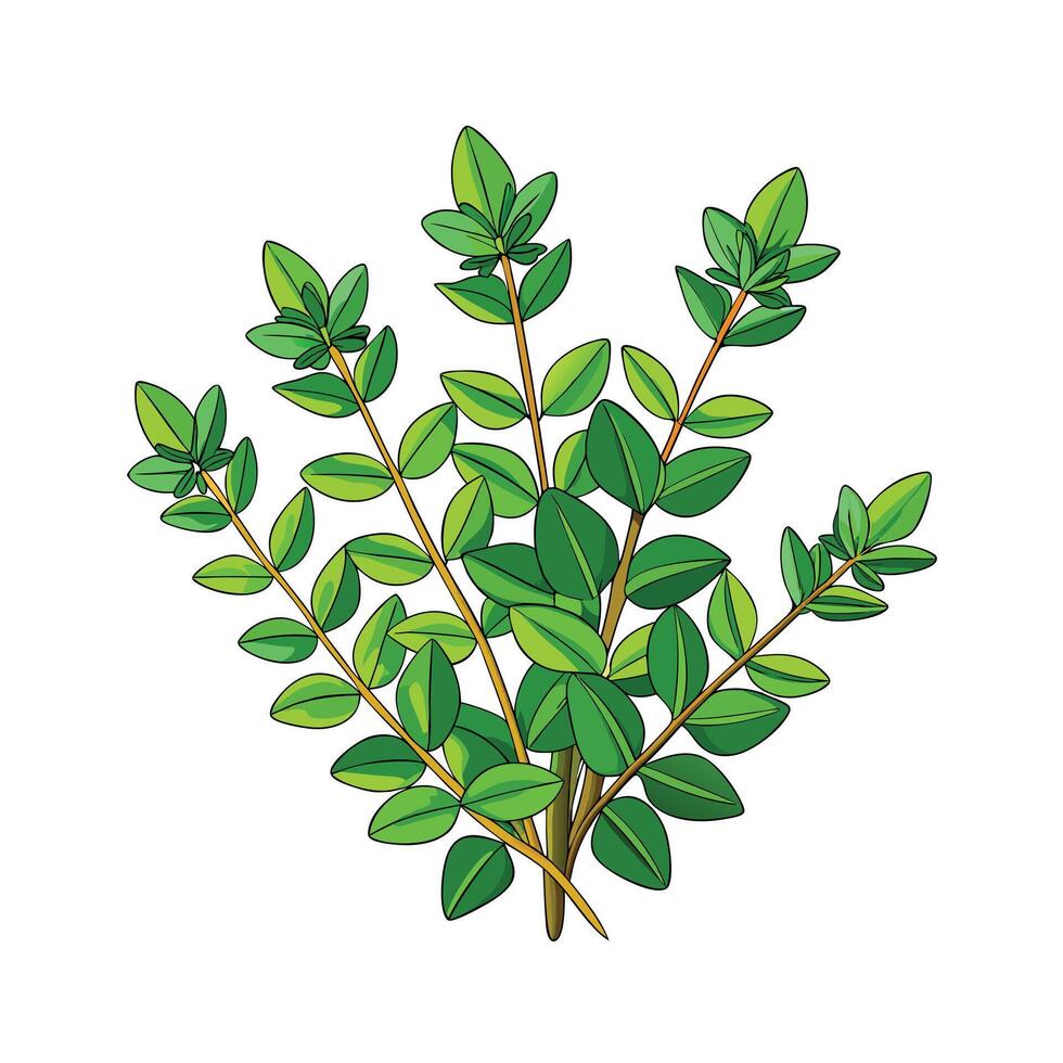 Realistic Beautiful Herbs Illustration vector