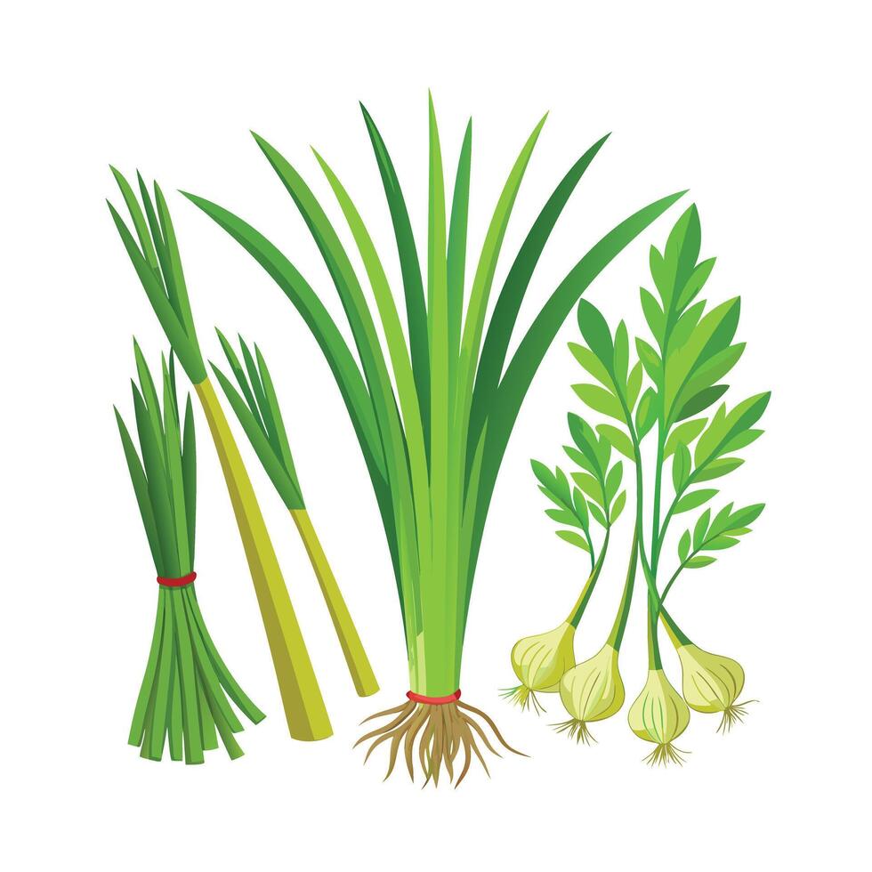 Realistic Beautiful Herbs Illustration vector