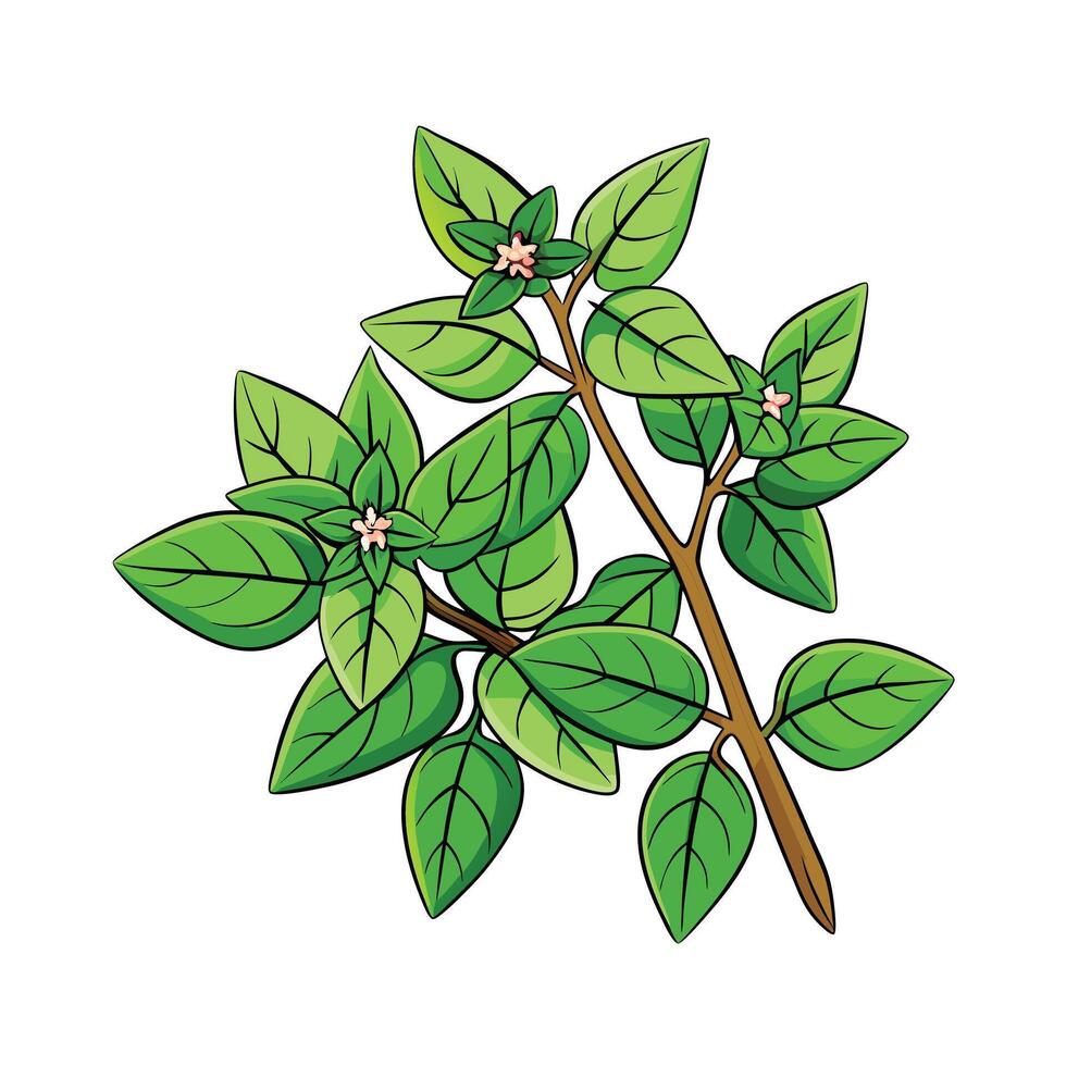 Realistic Beautiful Herbs Illustration vector