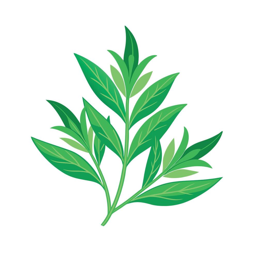 Realistic Beautiful Herbs Illustration vector