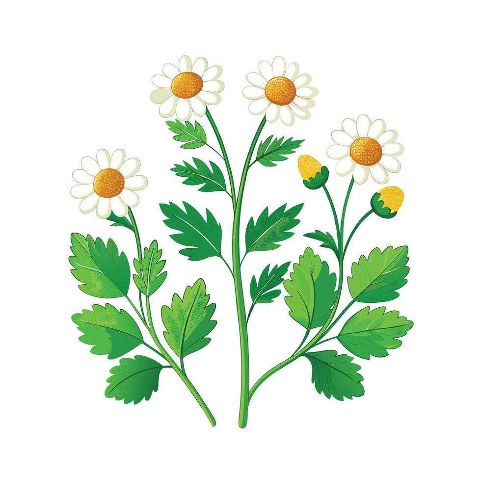 Realistic Beautiful Herbs Illustration vector