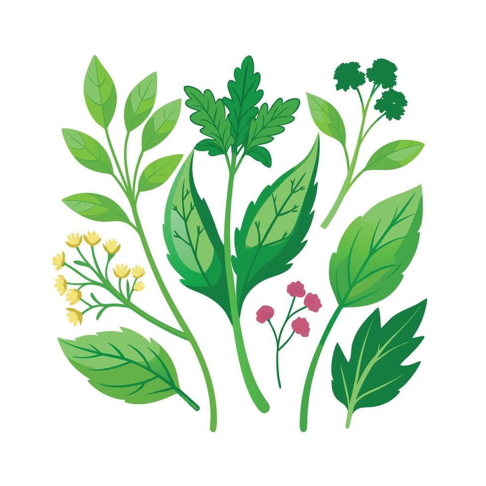 Realistic Beautiful Herbs Illustration vector