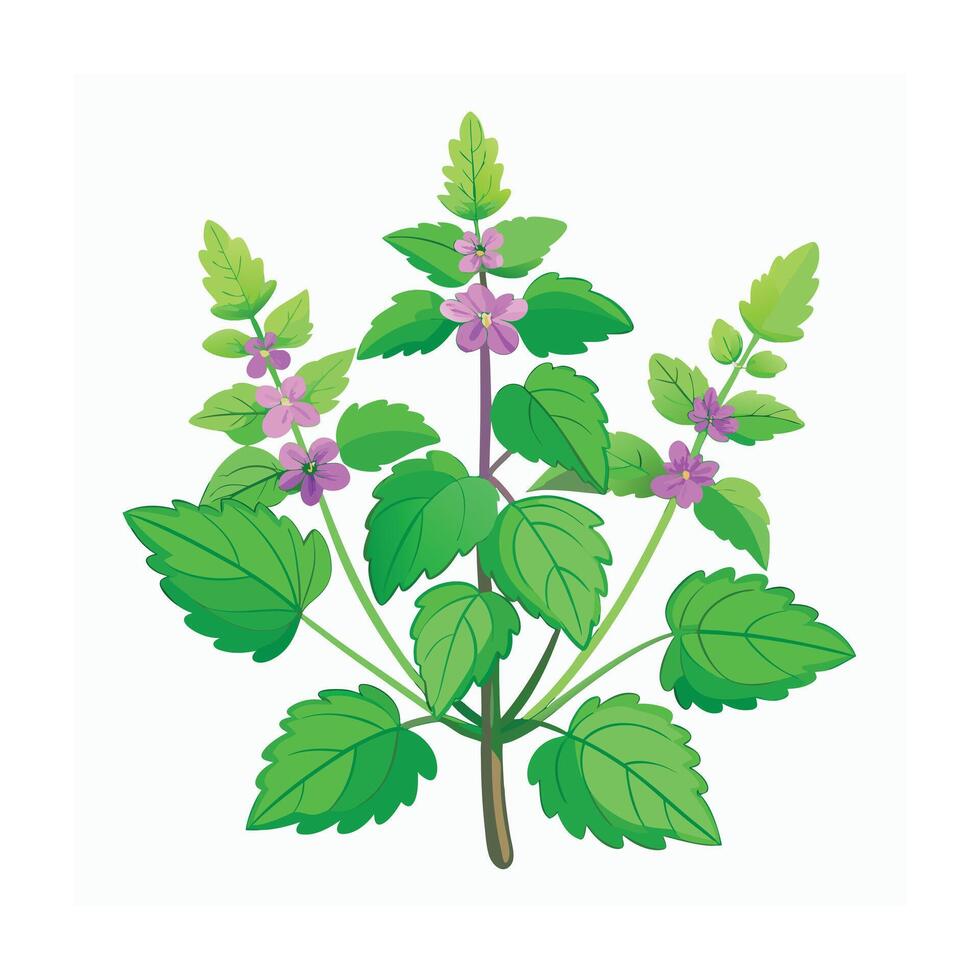 Realistic Beautiful Herbs Illustration vector