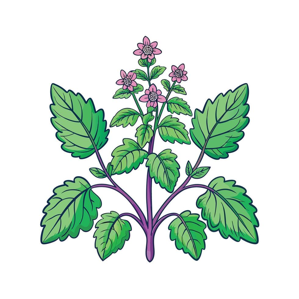 Realistic Beautiful Herbs Illustration vector