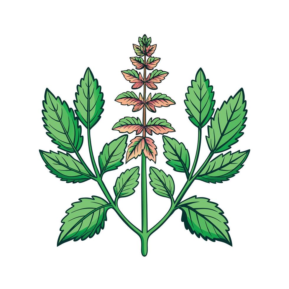Realistic Beautiful Herbs Illustration vector