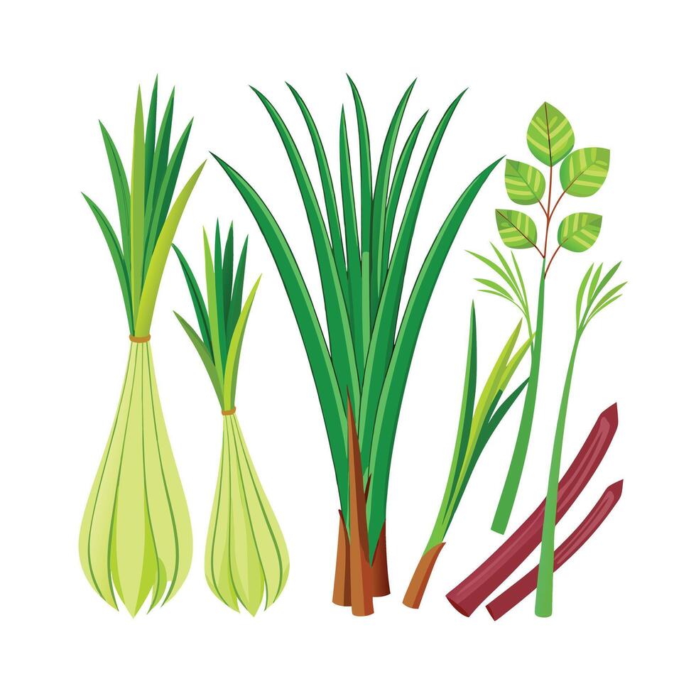 Realistic Beautiful Herbs Illustration vector