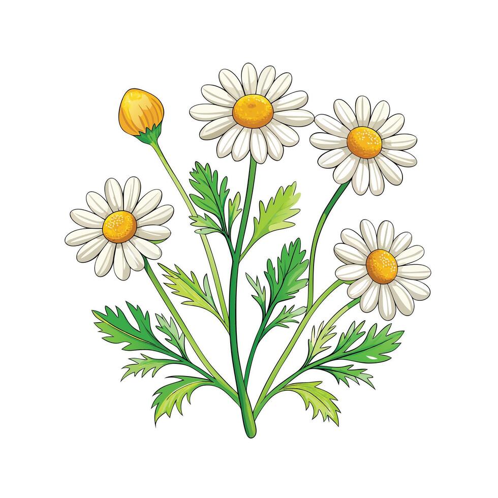 Realistic Beautiful Herbs Illustration vector