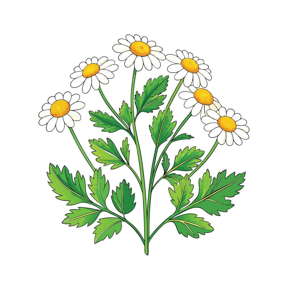 Realistic Beautiful Herbs Illustration vector