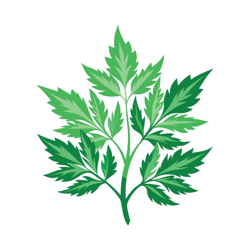 Realistic Beautiful Herbs Illustration vector