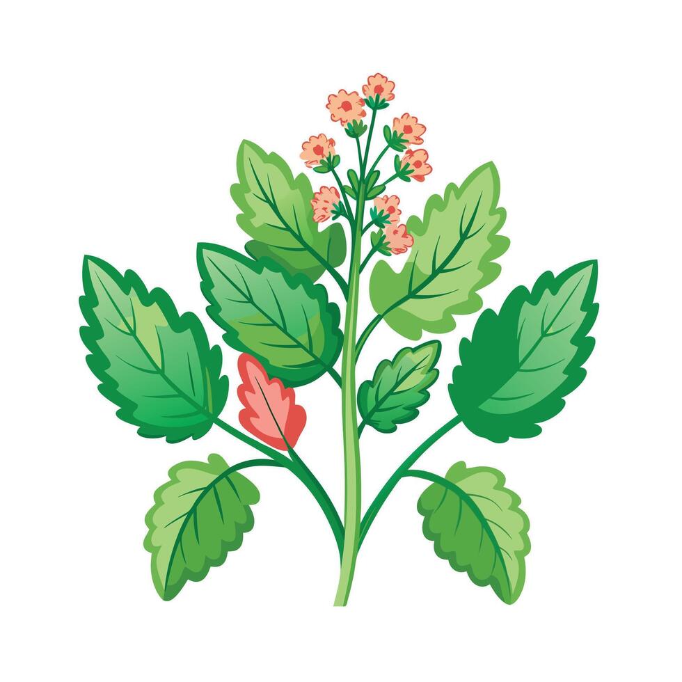 Realistic Beautiful Herbs Illustration vector