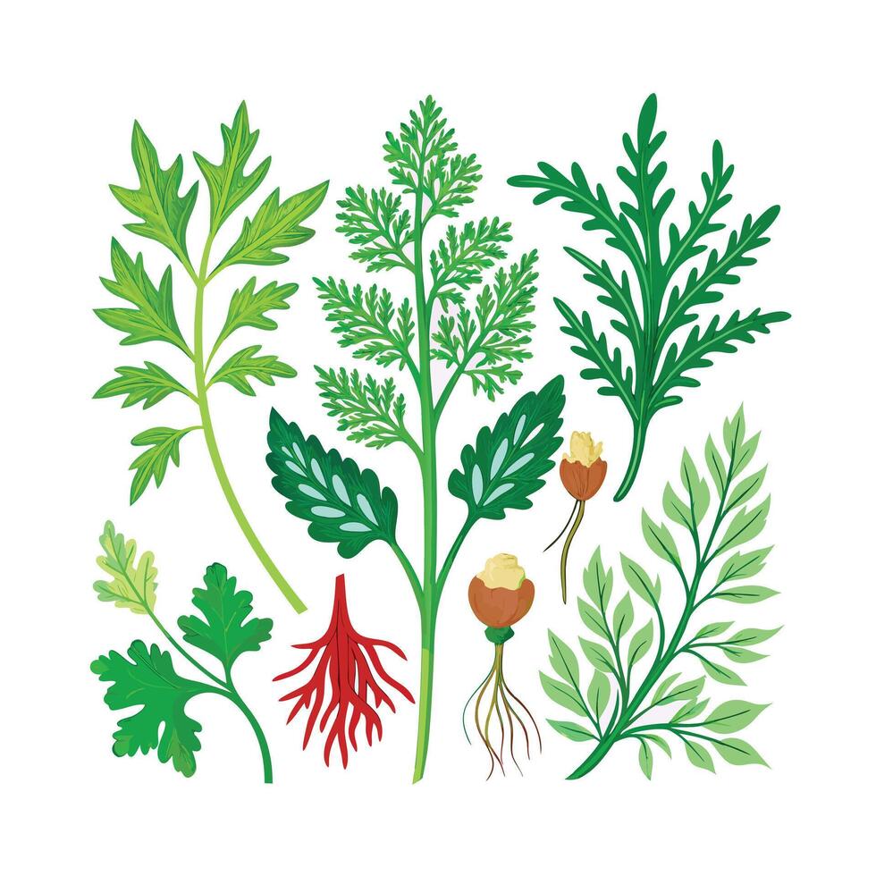 Realistic Beautiful Herbs Illustration vector
