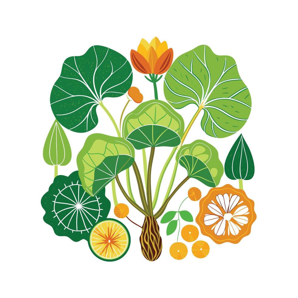 Realistic Beautiful Herbs Illustration vector
