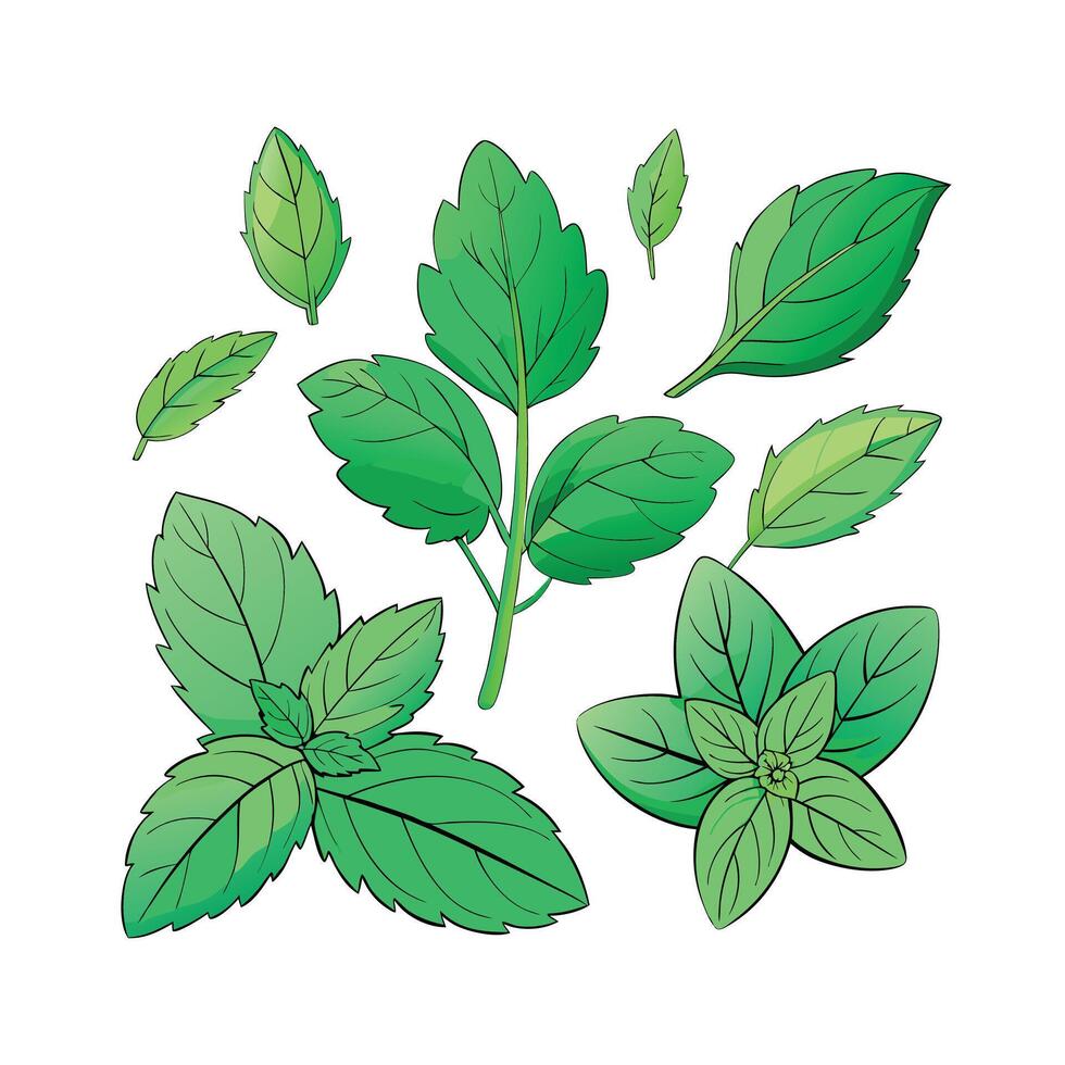 Realistic Beautiful Herbs Illustration vector