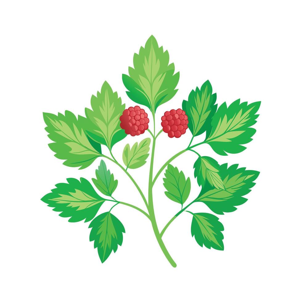 Realistic Beautiful Herbs Illustration vector