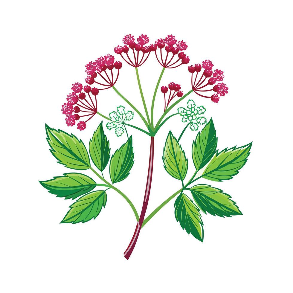 Realistic Beautiful Herbs Illustration vector