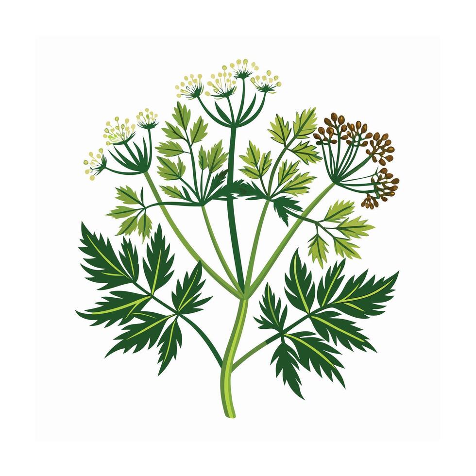 Realistic Beautiful Herbs Illustration vector