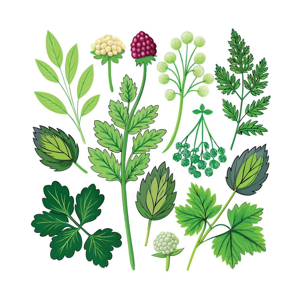 Realistic Beautiful Herbs Illustration vector