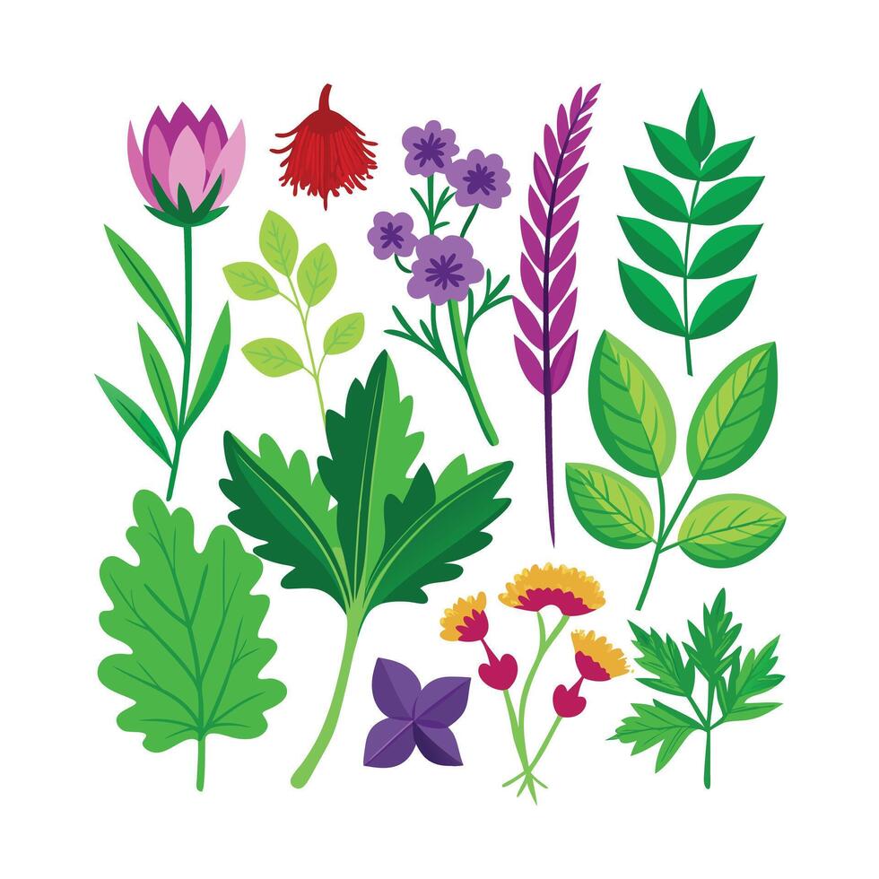 Realistic Beautiful Herbs Illustration vector