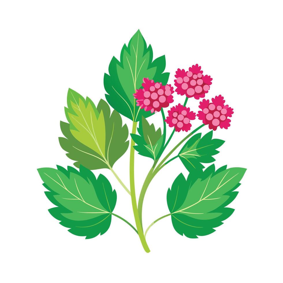 Realistic Beautiful Herbs Illustration vector