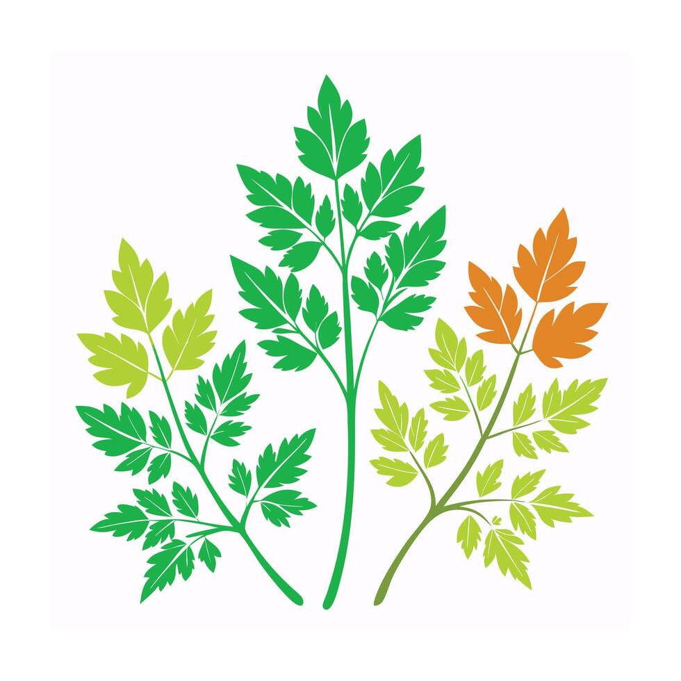 Realistic Beautiful Herbs Illustration vector