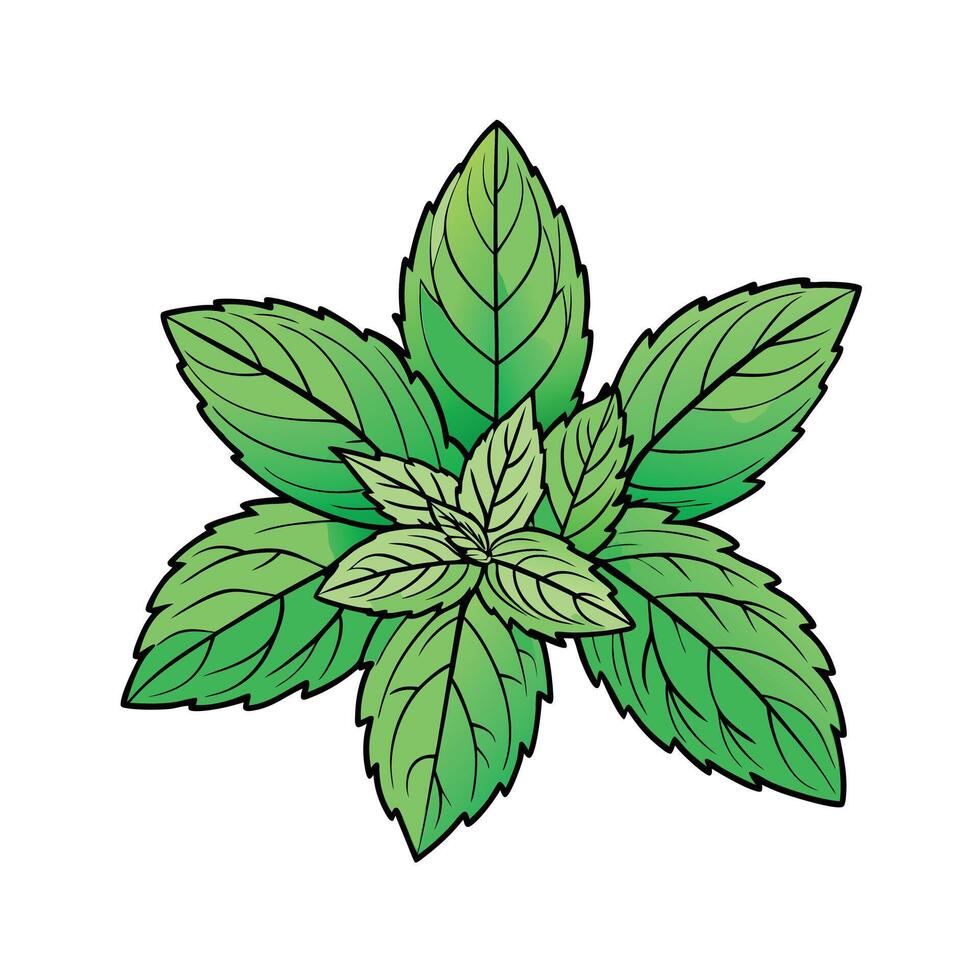 Realistic Beautiful Herbs Illustration vector