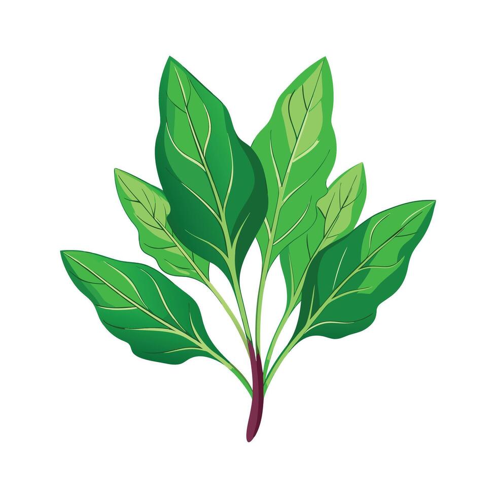 Realistic Beautiful Herbs Illustration vector