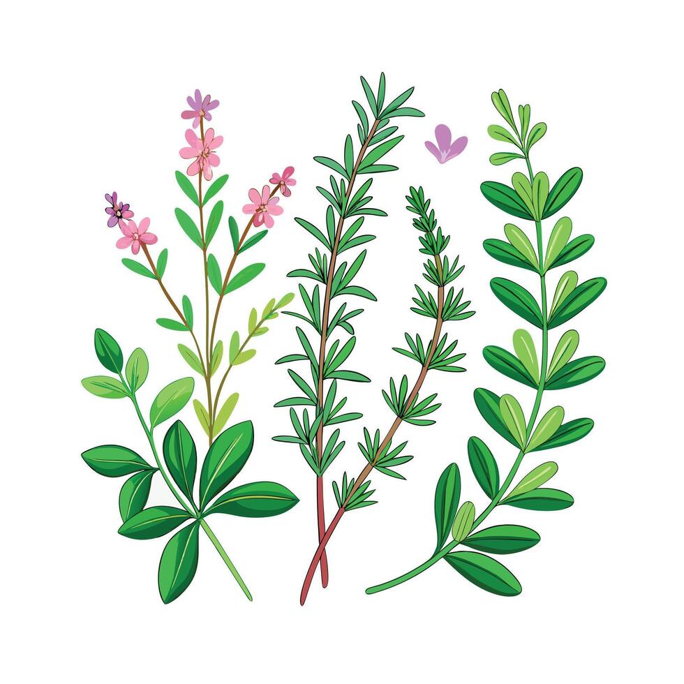 Realistic Beautiful Herbs Illustration vector