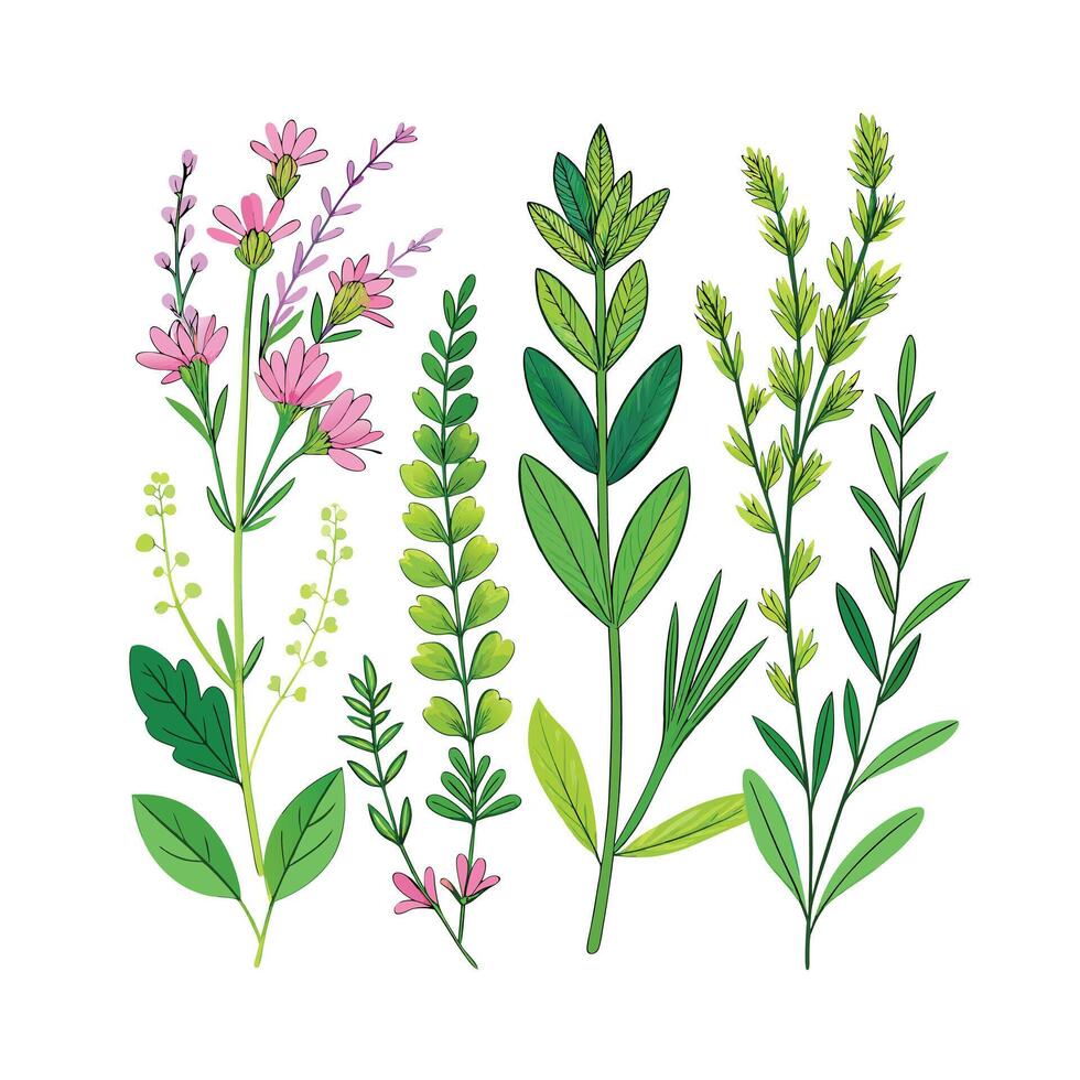 Realistic Beautiful Herbs Illustration vector